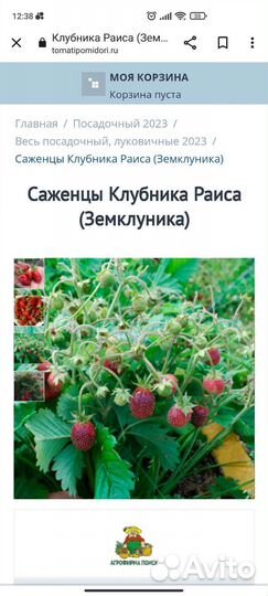 Рассада клубники