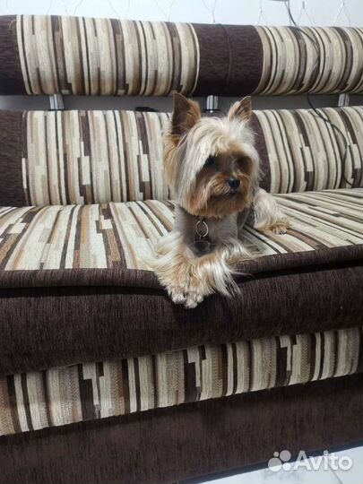 Йоркширский терьер вязка