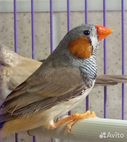 Зебровые и японские амадины