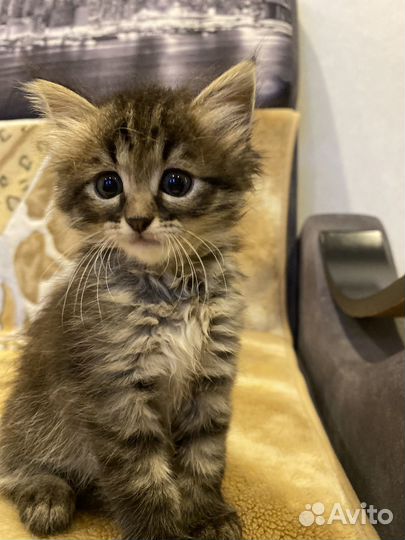 Котята