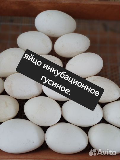 Гуси, индюшки, яйцо инкуб
