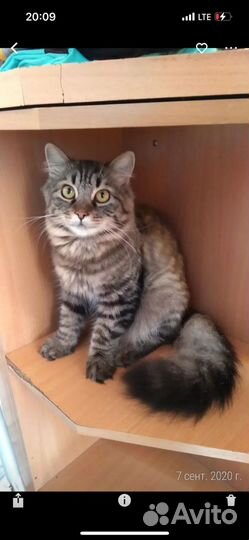 Сибирский Кот подросток в дар
