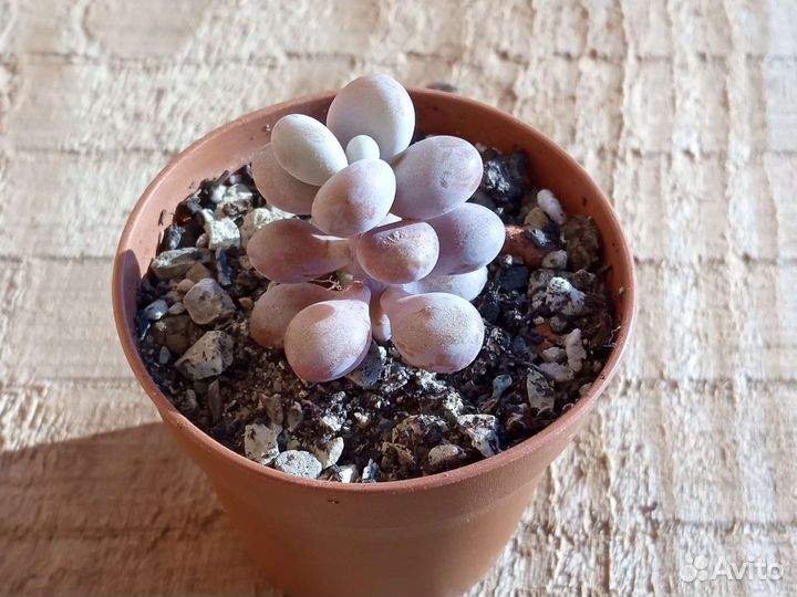 Суккуленты