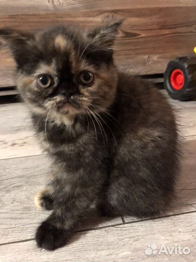 Экзотические котята