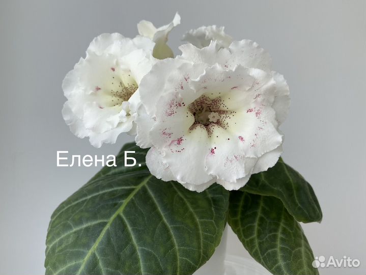 Глоксинии (укорененные листья)