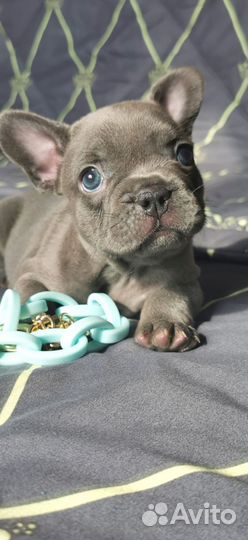 Французский бульдог щенки Голубой
