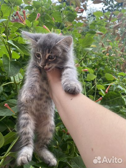 Котенок девочка 2,5 мес