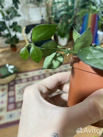 Хойя, сциндапсус, монстера, филодендрон, сингониум