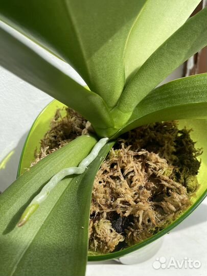 Орхидея фаленопсис Cosmopolitan