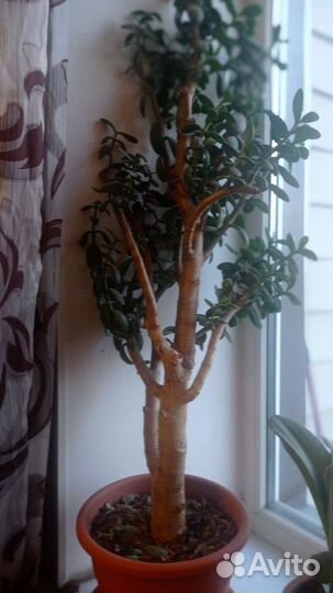 Толстянка.Филодендрон. Гипиаструм