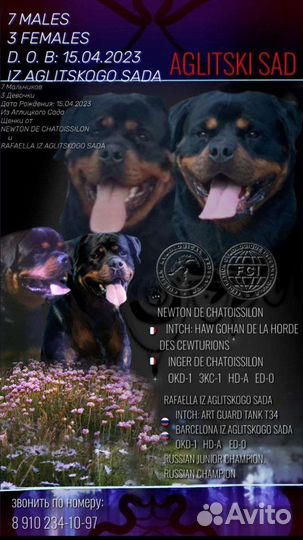 Щенки ротвейлера