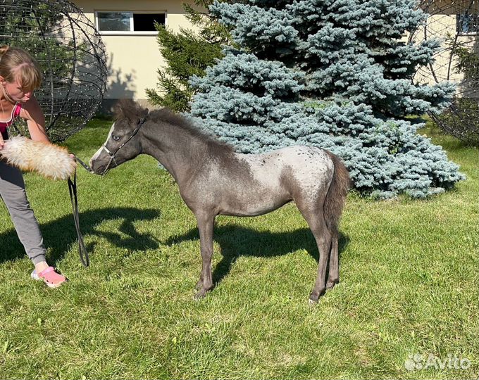 Американская миниатюрная лошадь (мини пони)