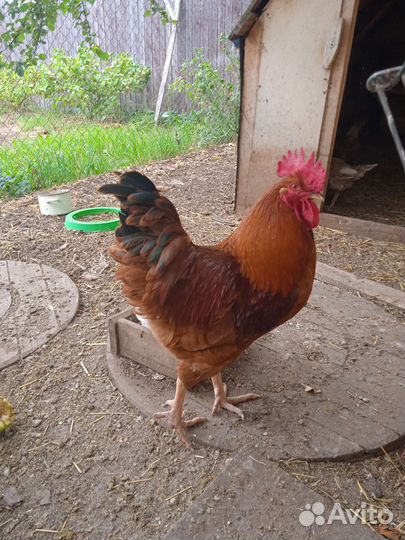 Семья куриц