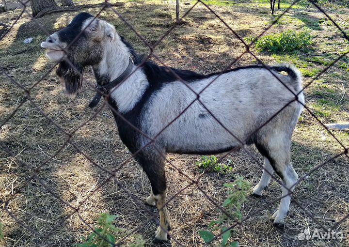 Козёл Ла-Манча 100