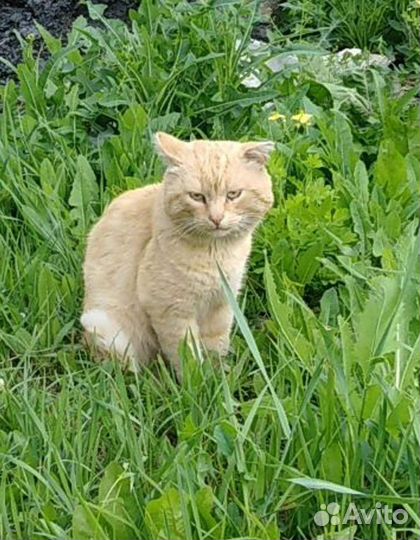 Кот-мышелов