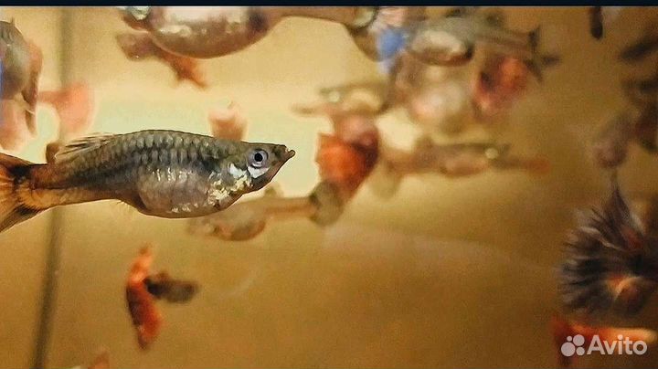 Аквариумные рыбки гуппи
