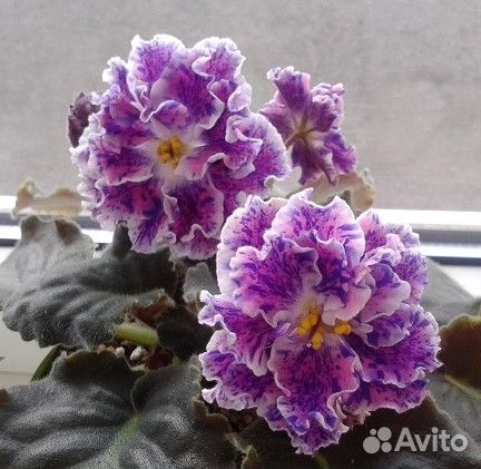 Сортовые фиалки