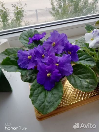 Цветущие фиалки