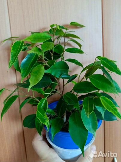 Фикусы Анастасия,Твилайт,Голден моник