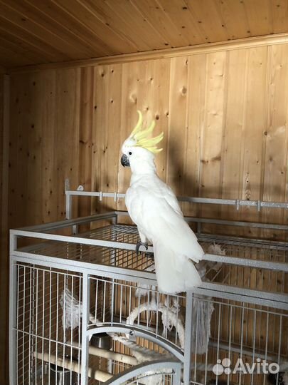 Говорящий попугай какаду
