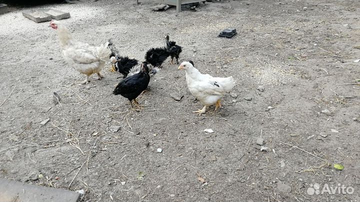 Цыплята несушки подрощенные