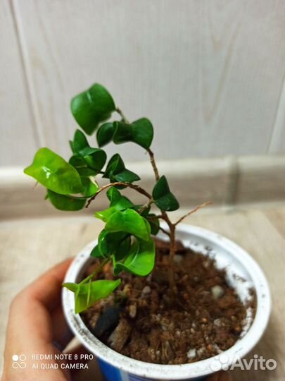 Фикус барок