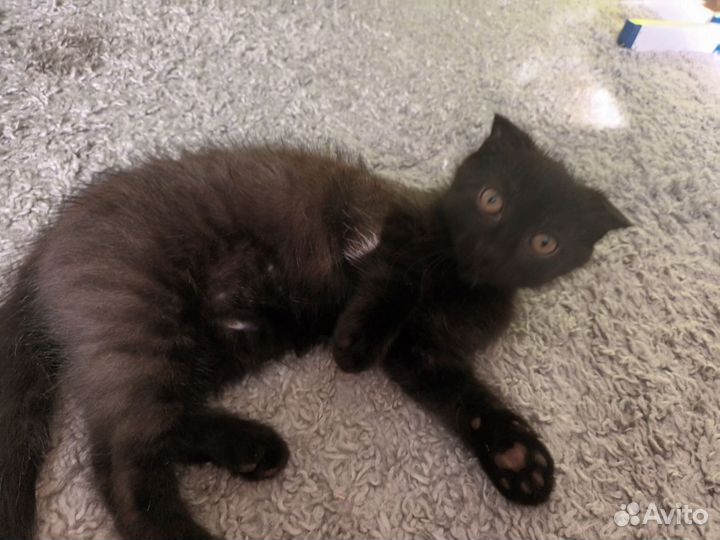 Кошка в дар бесплатно