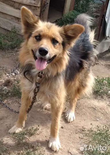 Собака в добрые руки отдам бесплатно