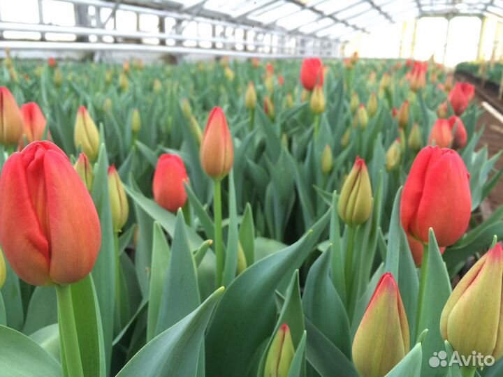 Луковица тюльпанов оптом 12;14+для выгонки