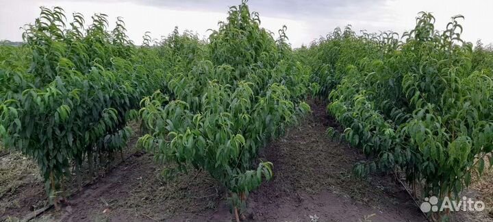 Саженцы персика