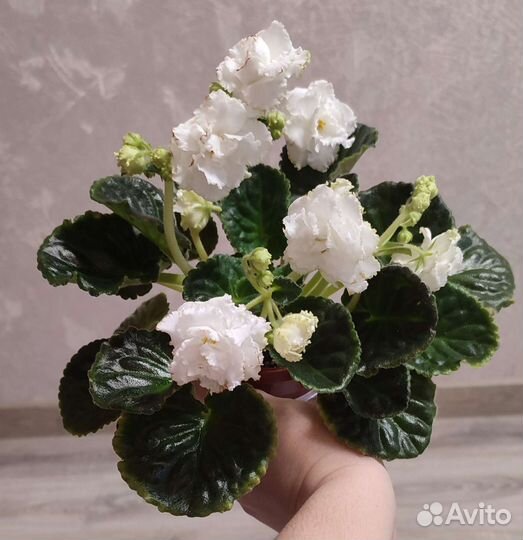 Фиалки-листики (свежий срез)