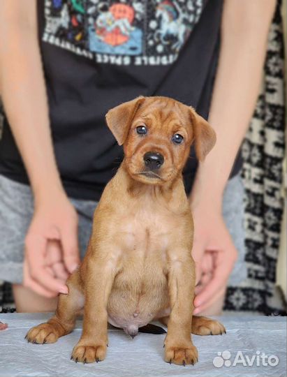 Щенки немецкого пинчера