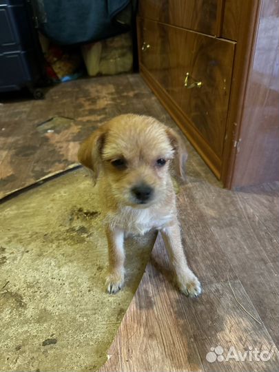 Собака маленькая