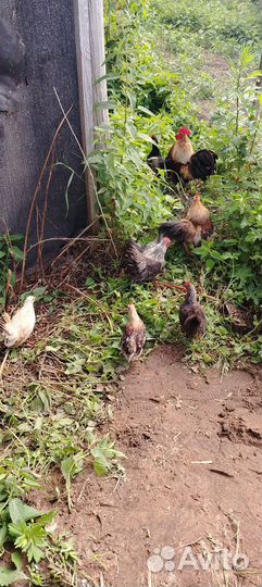 Малазийская серама