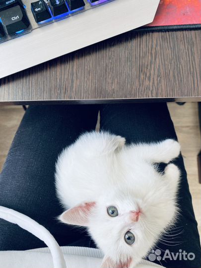Котенок ищет дом