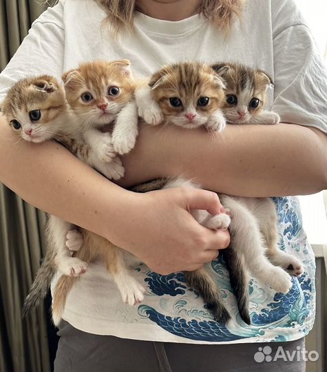 Котята Шотландские