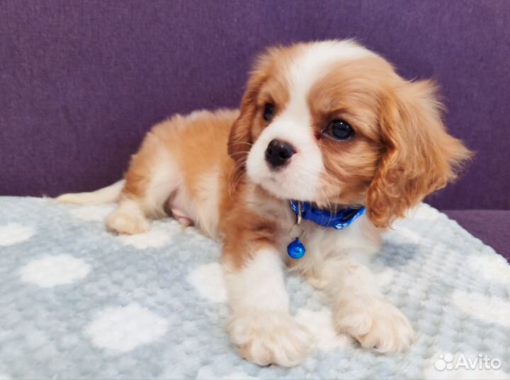 Мальчик кавалер РКФ