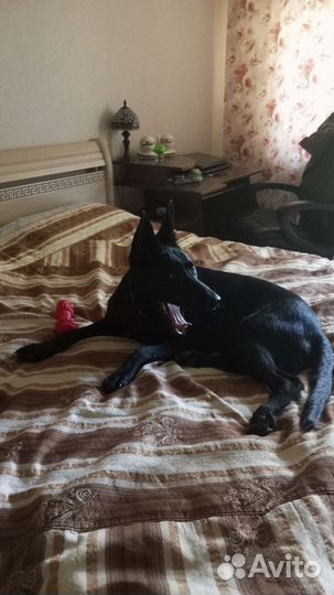 Собака метис