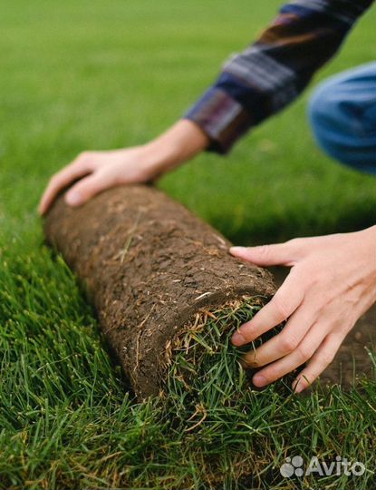 Рулонный газон