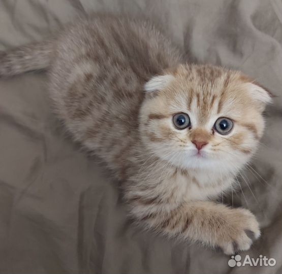 Зеленоглазые шиншиллы