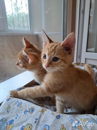 Рыжие солнышки