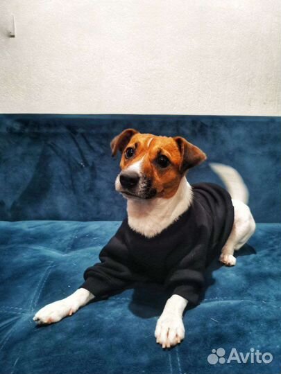 Пошив одежды для собак