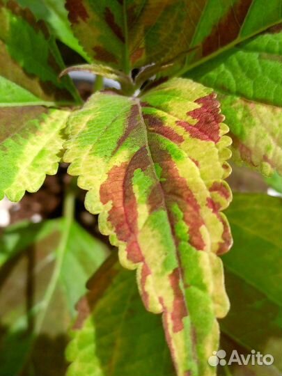 Колеус вегетативный 