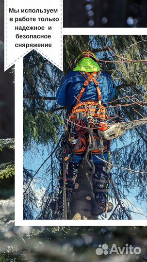 Спилить и обрезать деревья в Александрове