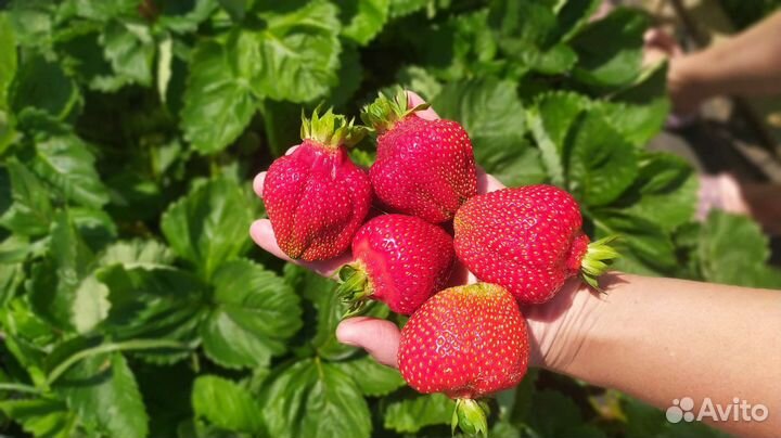 Саженцы клубники из питомника разные сорта
