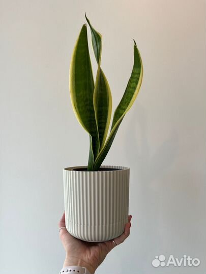 Сансевиерии разные