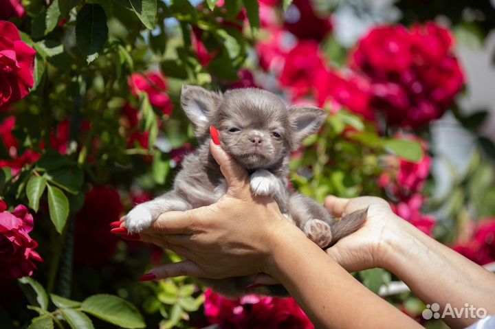 Шикарные щенки Мини Чихуахуа мальчики и девочки