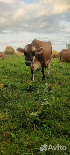 Бычок домашний