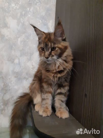 Котята мейн-кун