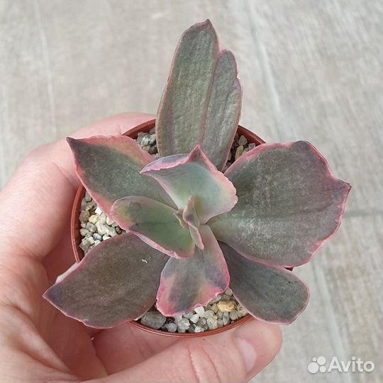 Эхеверии, суккуленты